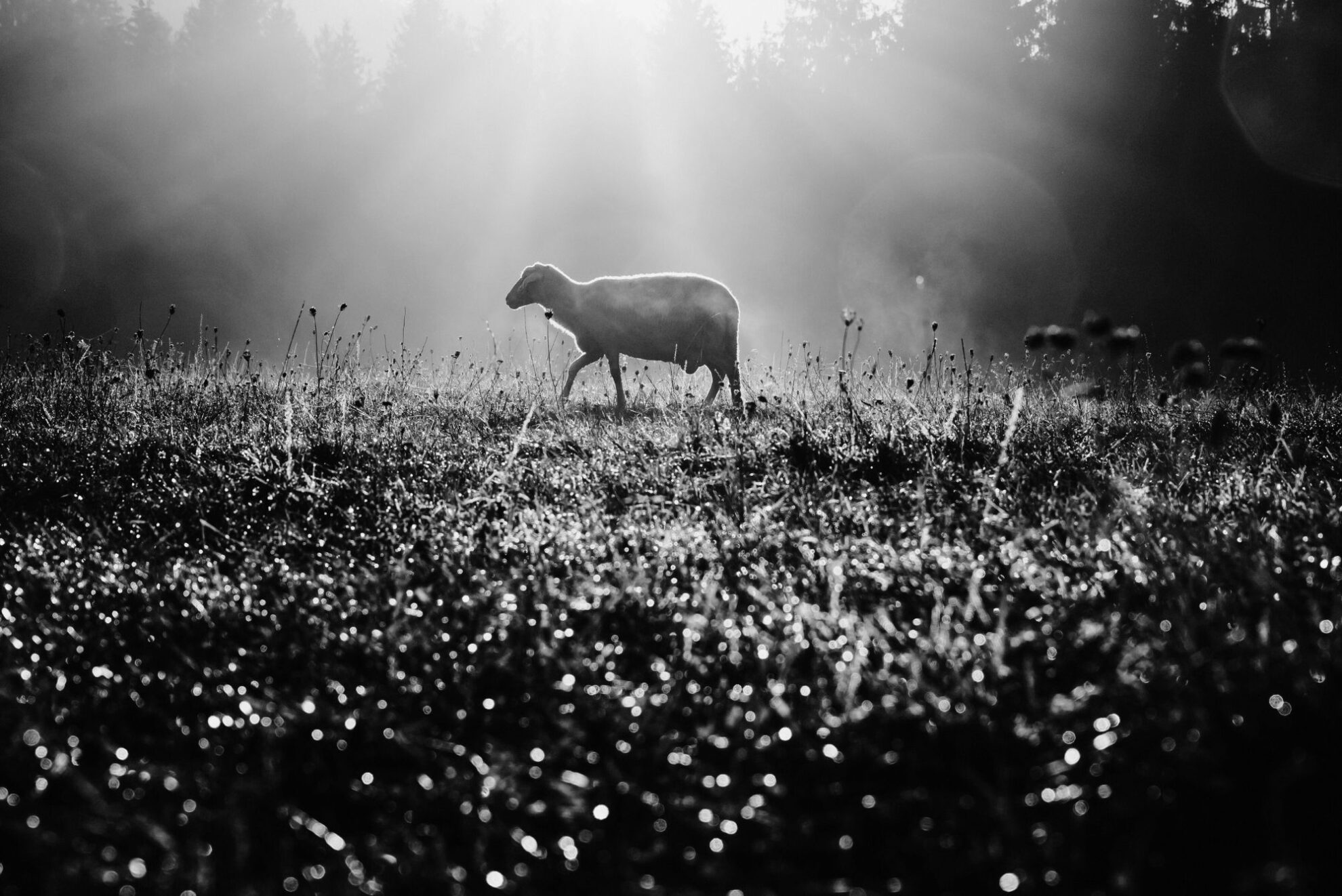 Lost Superannuation Super Retirement