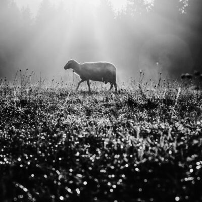 Lost Superannuation Super Retirement